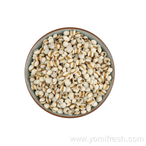 Coix Seed And Barley